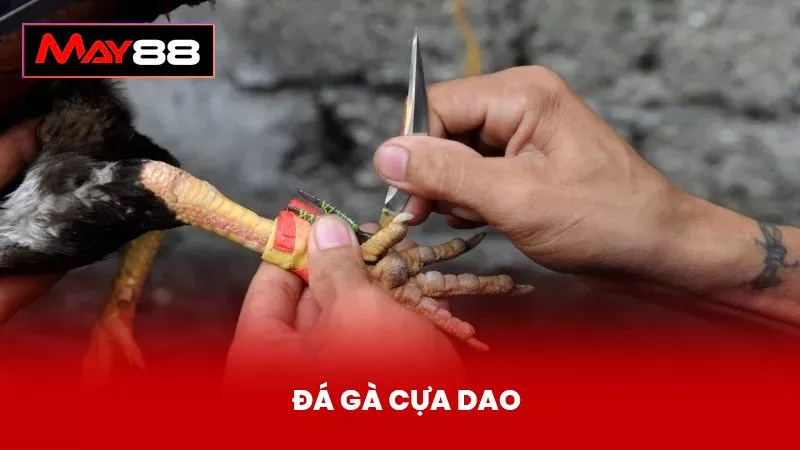 Đá Gà Cựa Dao May88 – Chuyên Mục Giải Trí Mang Về Lợi Nhuận