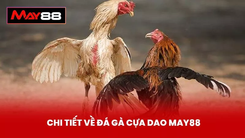 Chi Tiết Về Đá Gà Cựa Dao May88 