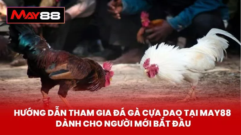 Hướng Dẫn Tham Gia Đá Gà Cựa Dao Tại May88 Dành Cho Người Mới Bắt Đầu