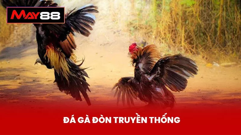 Đá Gà Đòn Truyền Thống - Nghệ Thuật Chọi Gà Việt Nam