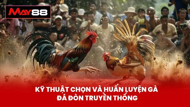 Kỹ Thuật Chọn Và Huấn Luyện Gà Đá Đòn Truyền Thống