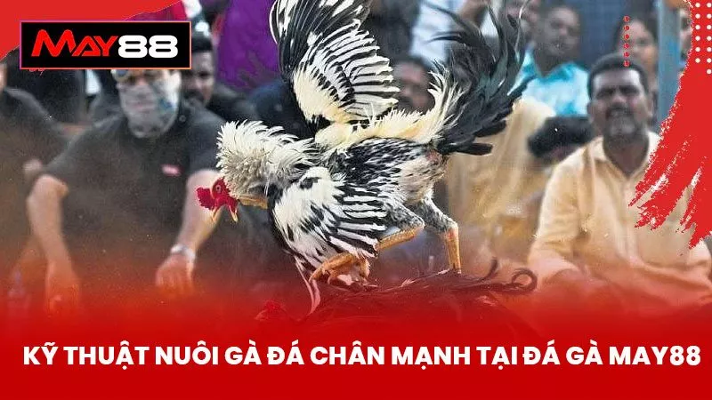 Kỹ Thuật Nuôi Gà Đá Chân Mạnh Tại Đá Gà May88