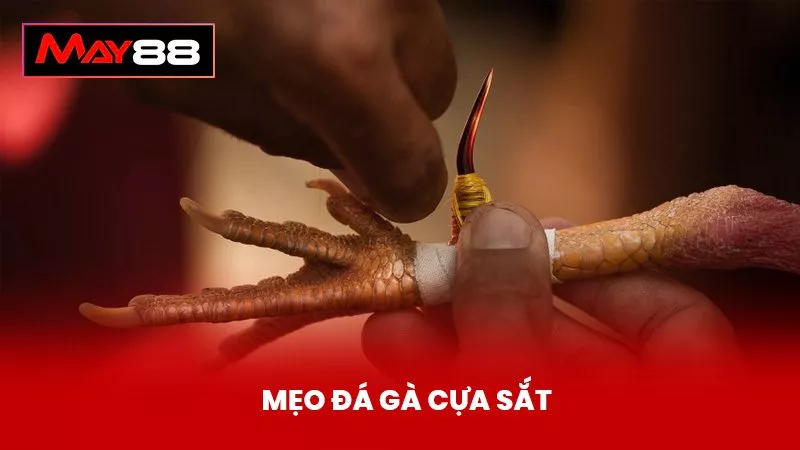 Mẹo Đá Gà Cựa Sắt Cực Chuẩn Cho Người Mới