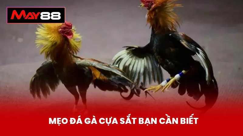 Mẹo Đá Gà Cựa Sắt Bạn Cần Biết