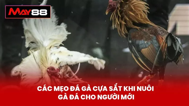 Các Mẹo Đá Gà Cựa Sắt Khi Nuôi Gà Đá Cho Người Mới