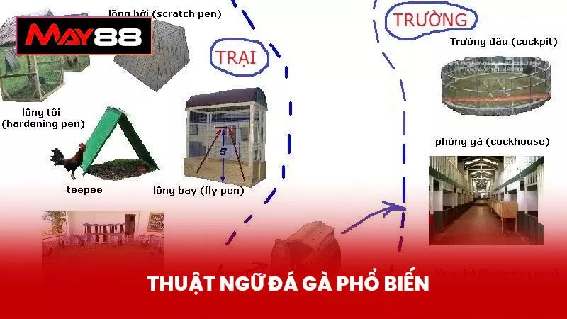 Thuật Ngữ Đá Gà Phổ Biến - Hướng Dẫn Chi Tiết