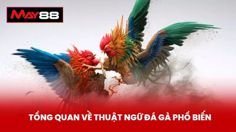 Tổng Quan Về Thuật Ngữ Đá Gà Phổ Biến
