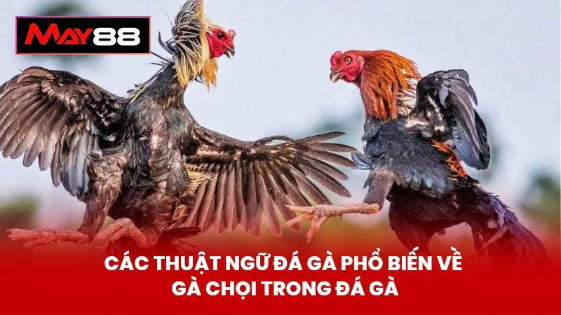 Các Thuật Ngữ Đá Gà Phổ Biến Về Gà Chọi Trong Đá Gà
