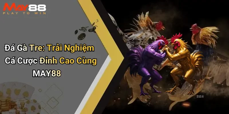 Đá Gà Tre: Trải Nghiệm Cá Cược Đỉnh Cao Cùng MAY88
